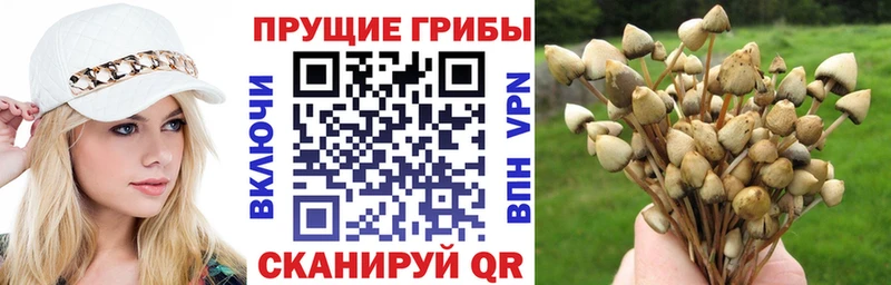Купить где  Миллерово  Галлюциногенные грибы мицелий 